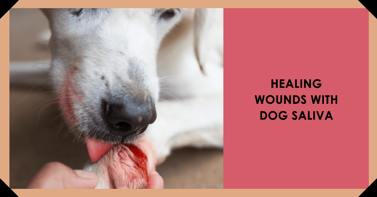 The benefits of dog saliva in wound healing