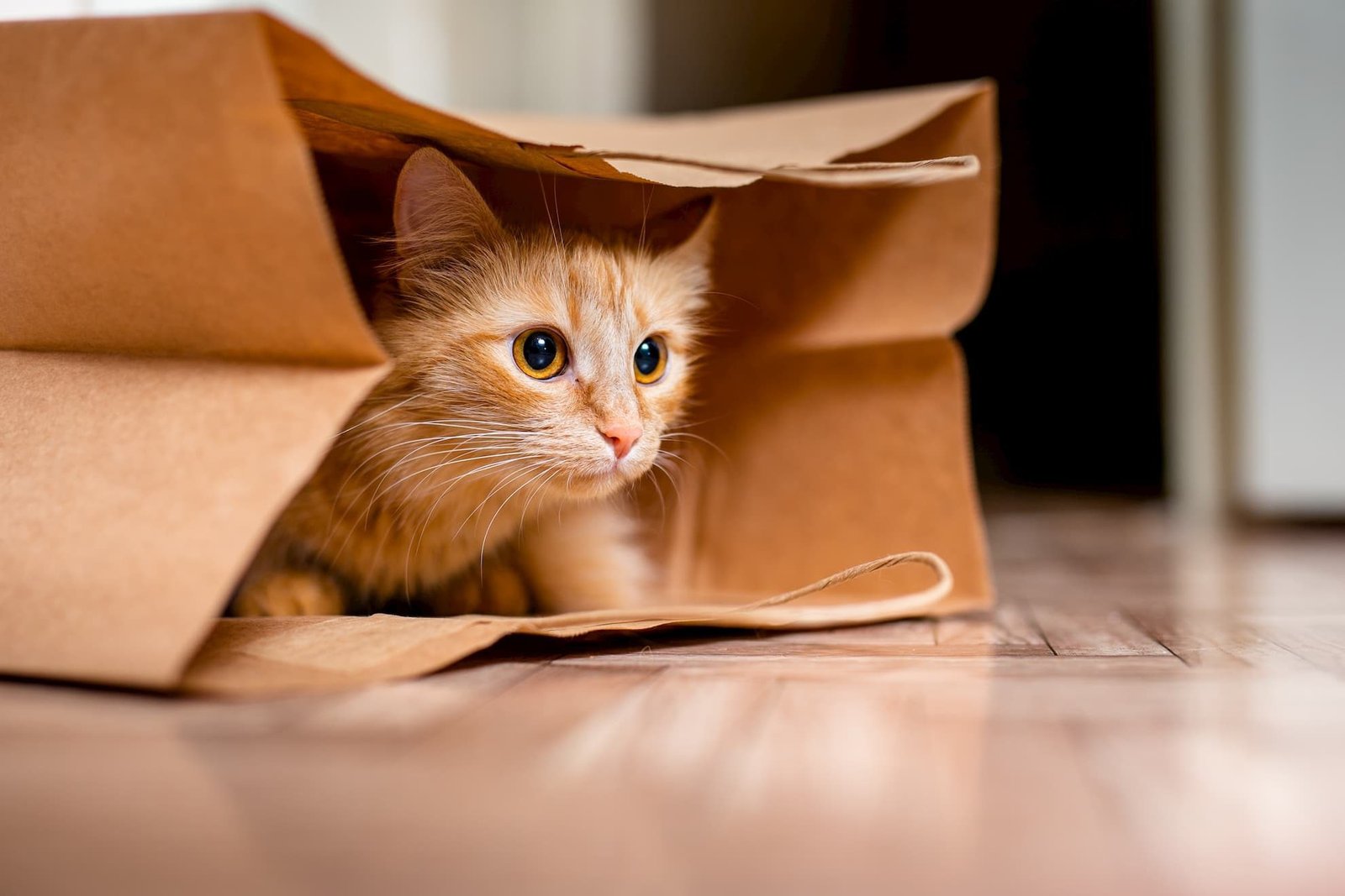 Hiding behavior changes in cat