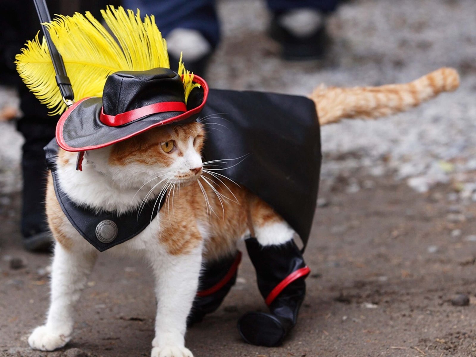 Hipster Puss Cat costume halloween