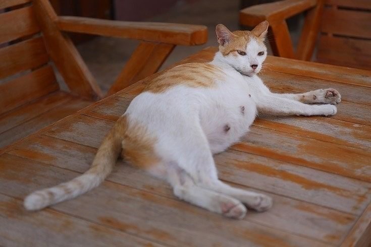 How Many Times Can a Cat Become Pregnant?