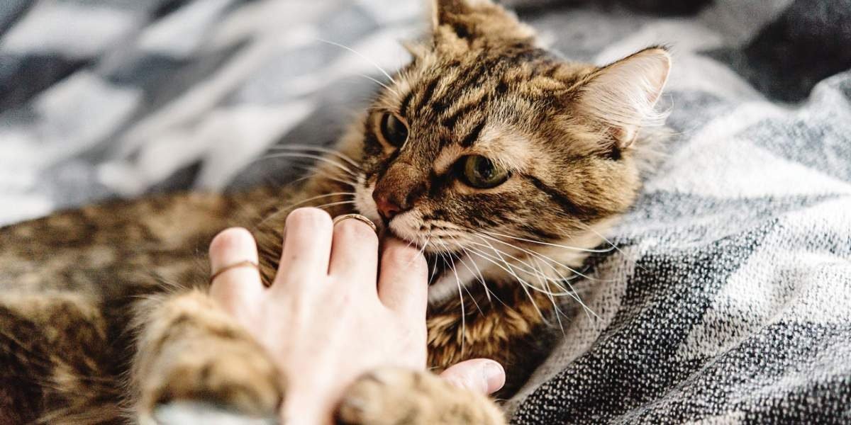 How Petting Impacts Cats' Behavior