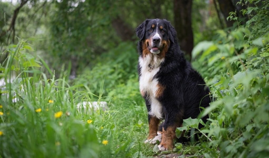 Identifying and Avoiding Poison Ivy for Dogs