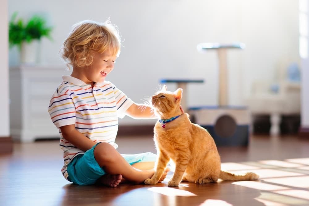 Importance of Adult Supervision for Cat-Child Interactions