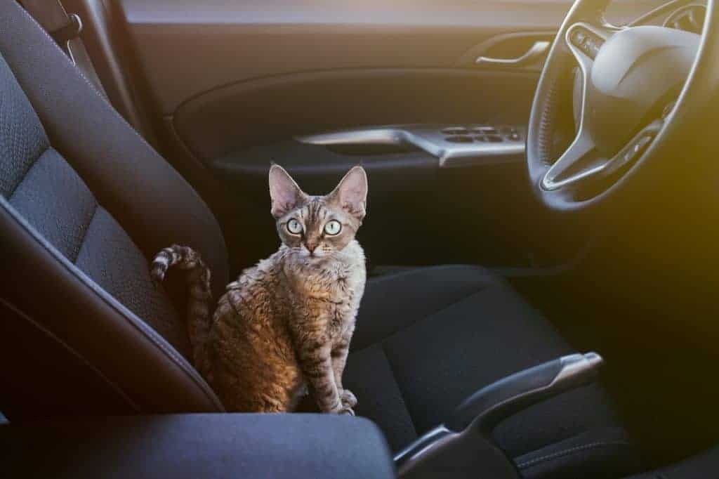 Introduce your cat to the car gradually