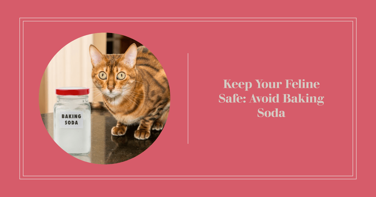 Is Baking Soda Dangerous for Cats