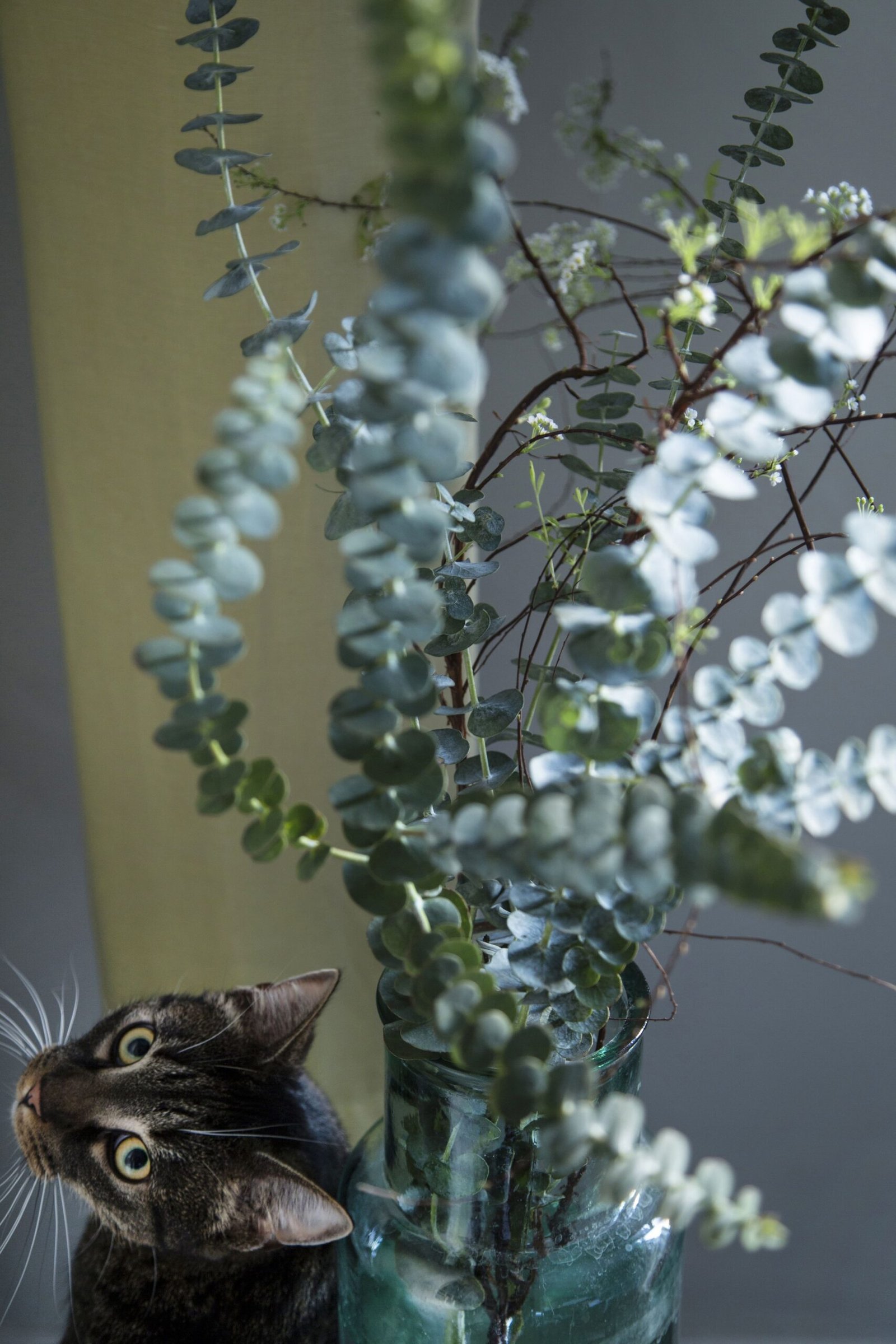Toxicity of Eucalyptus for Cats