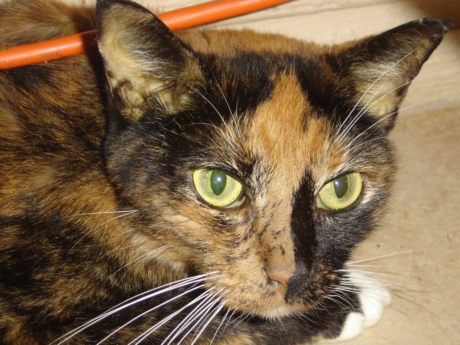Jaundice in cats is a symptom of underlying diseases that can affect various organs