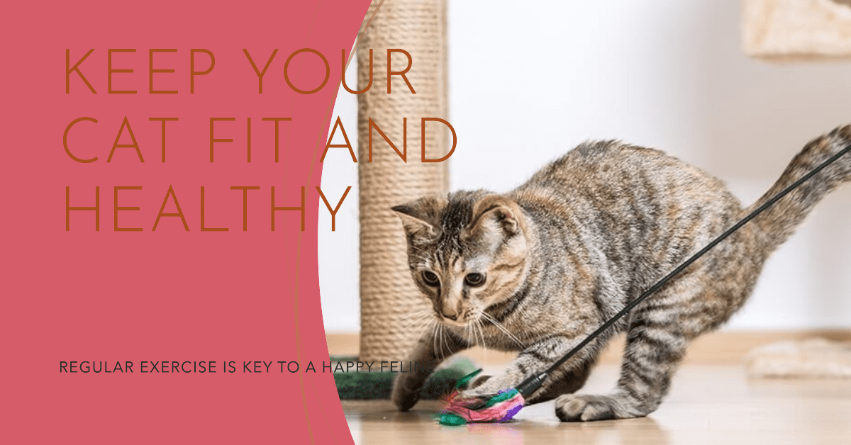 Exercise is essential for cats to maintain a healthy lifestyle