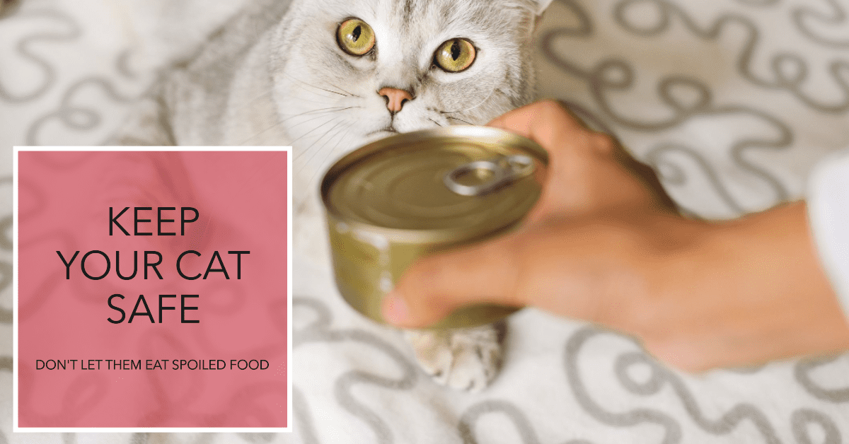 How Long Can You Safely Leave Canned Cat Food Out?