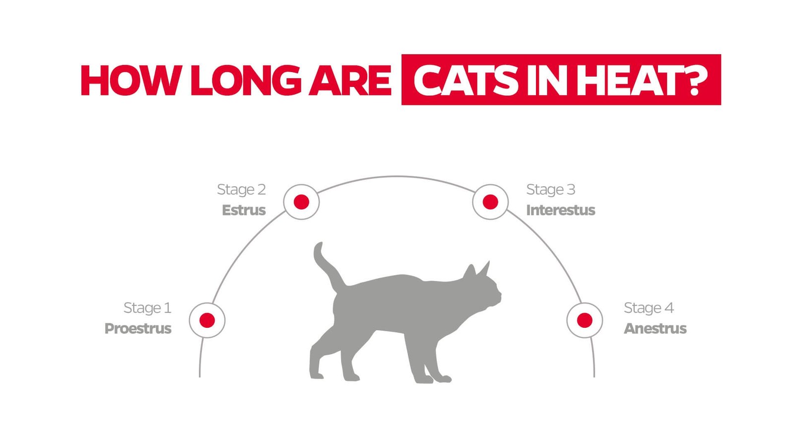 Length of Heat Cycles in Female Cats