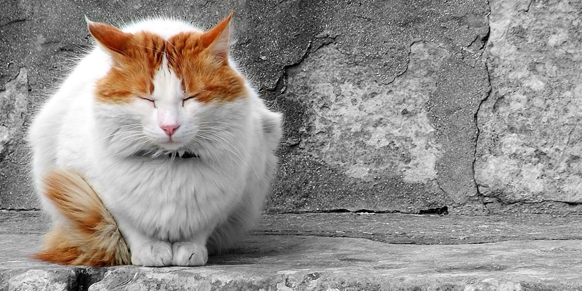 Like humans, cats may experience various health issues as they age