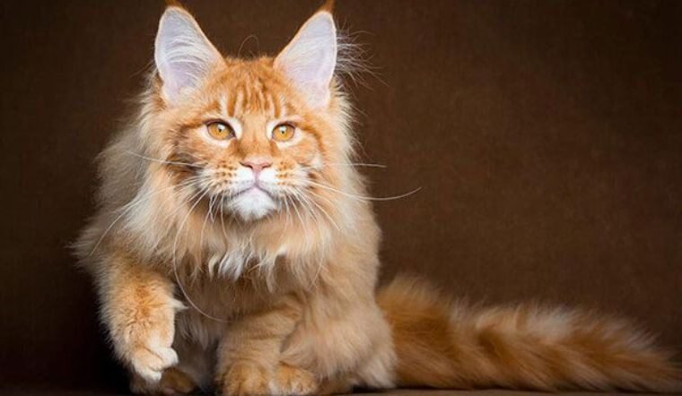 Maine Coon is ơne of The 12 Most Popular Cat Breeds