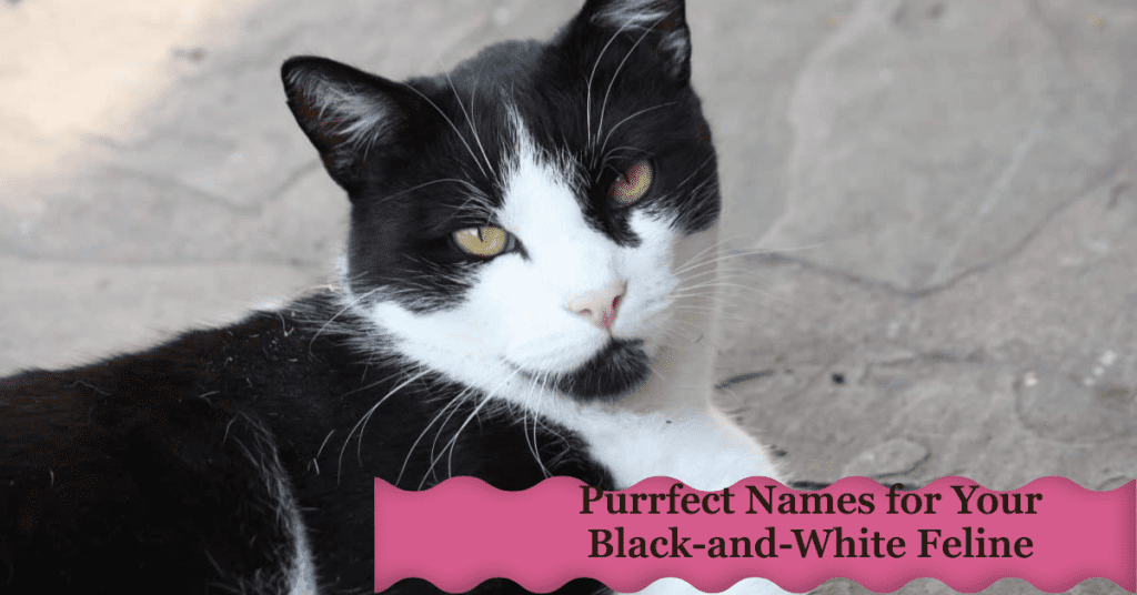 Names for Black-and-White Cats