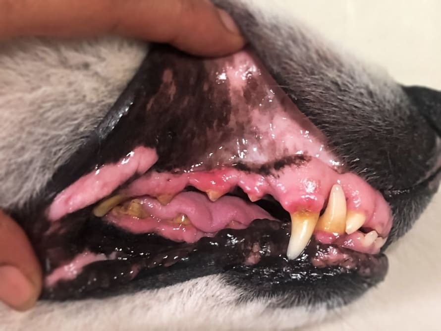 Periodontal Disease in Dogs