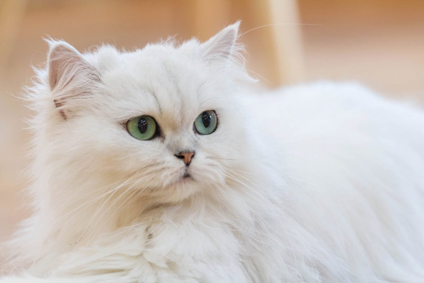 Physical Appearance of White Persian Cats