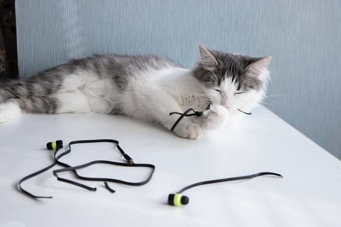 Possible Causes for Chewing on Electrical Cords for Cats