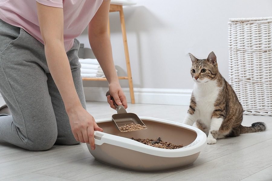 Preventing Cats From Eating Litter