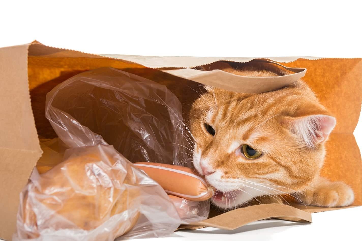 Prevention and Management of Plastic Chewing in cat