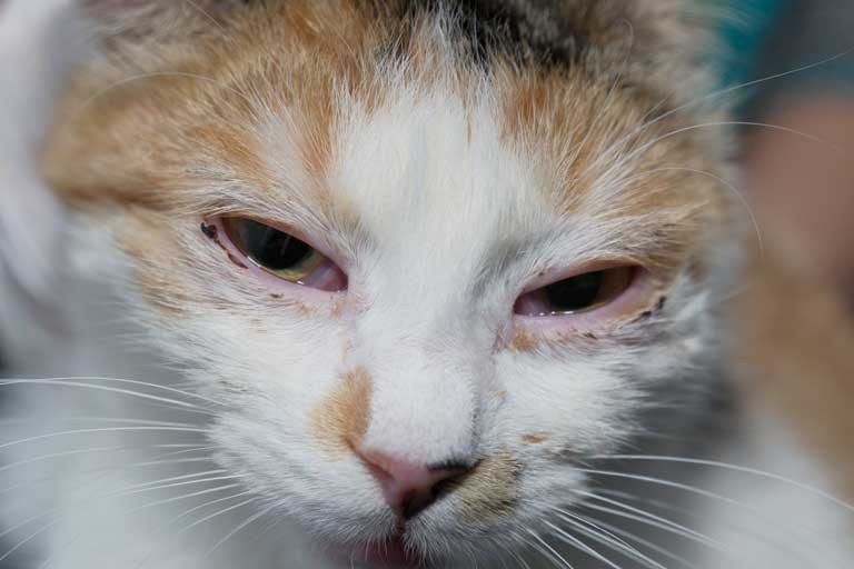 Prevention of Swollen Eyes in Cats