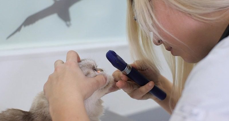 Prognosis for Cats with Jaundice
