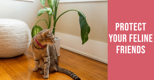 Common Garden Plants Toxic to Cats: A Comprehensive Guide - BEACONPET