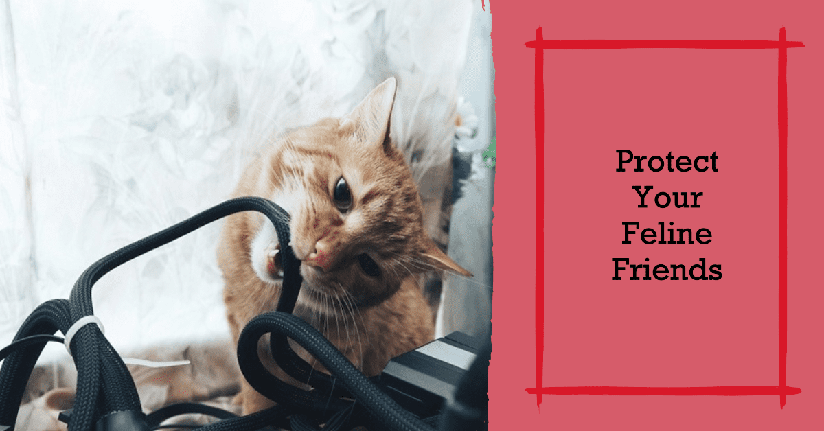 The Dangers of Chewing on Electrical Cords for Cats