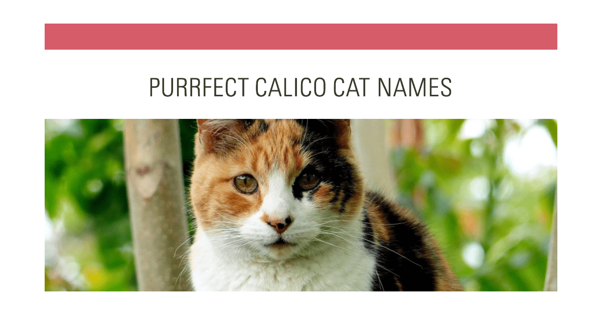 Top Calico Cat Names