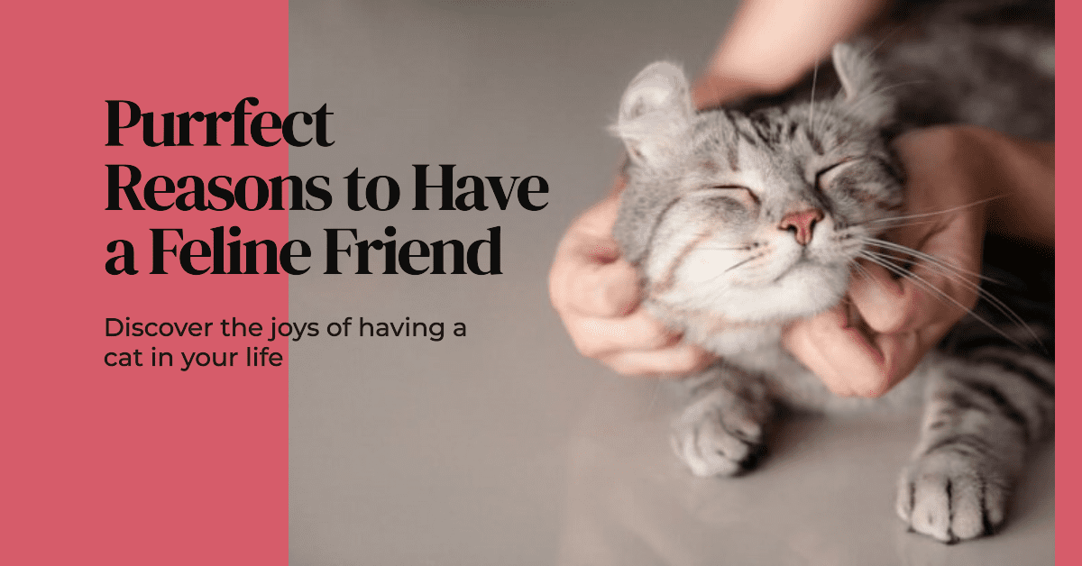 Benefits of Having a Cat