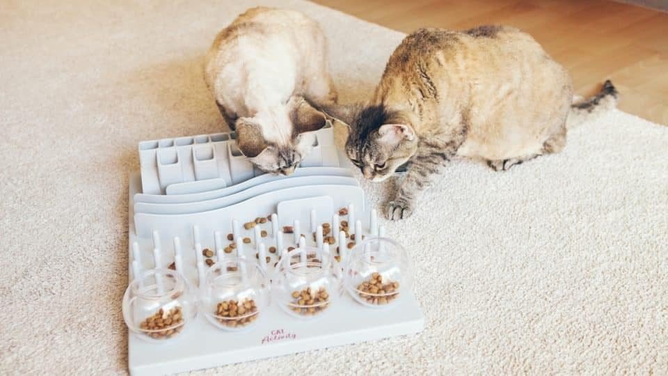 Puzzle Toys and Challenges for cat