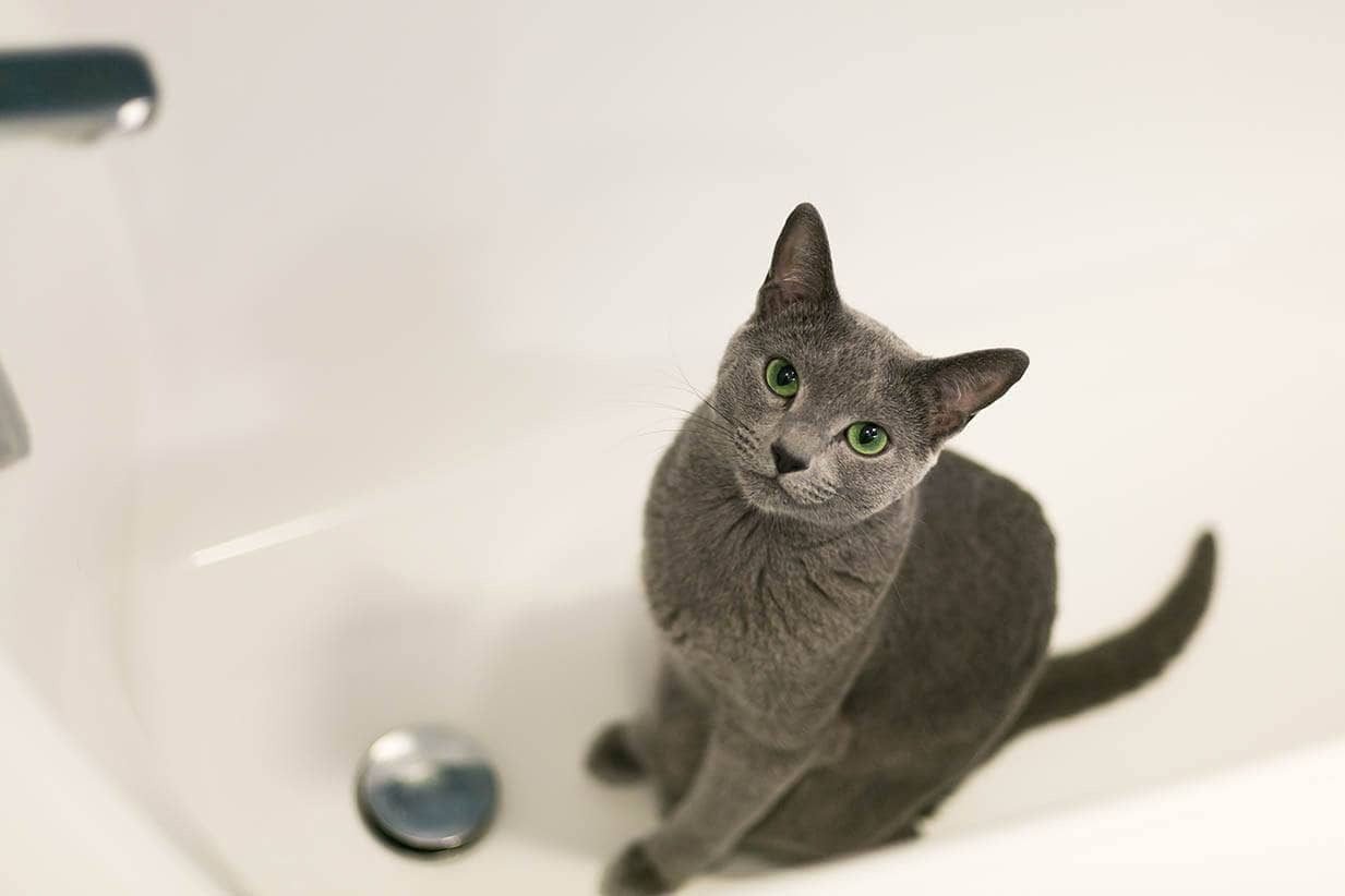 Preventing Cats from Peeing in the Bathtub