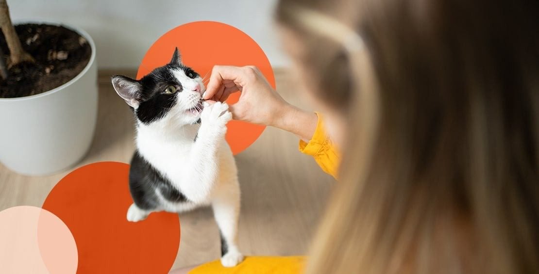 Redirecting Scratching Behavior in cat