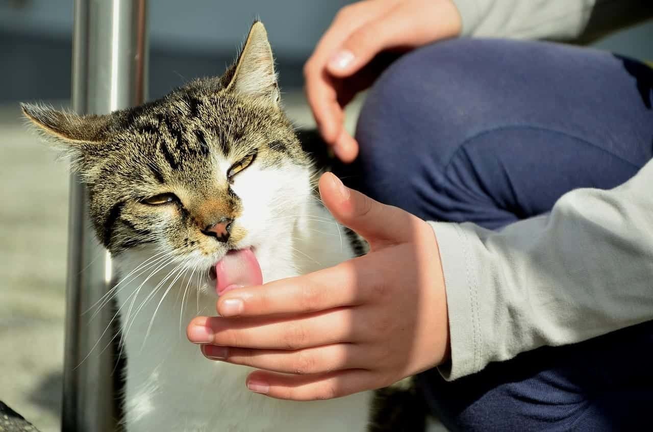 Redirecting the licking behavior of cat
