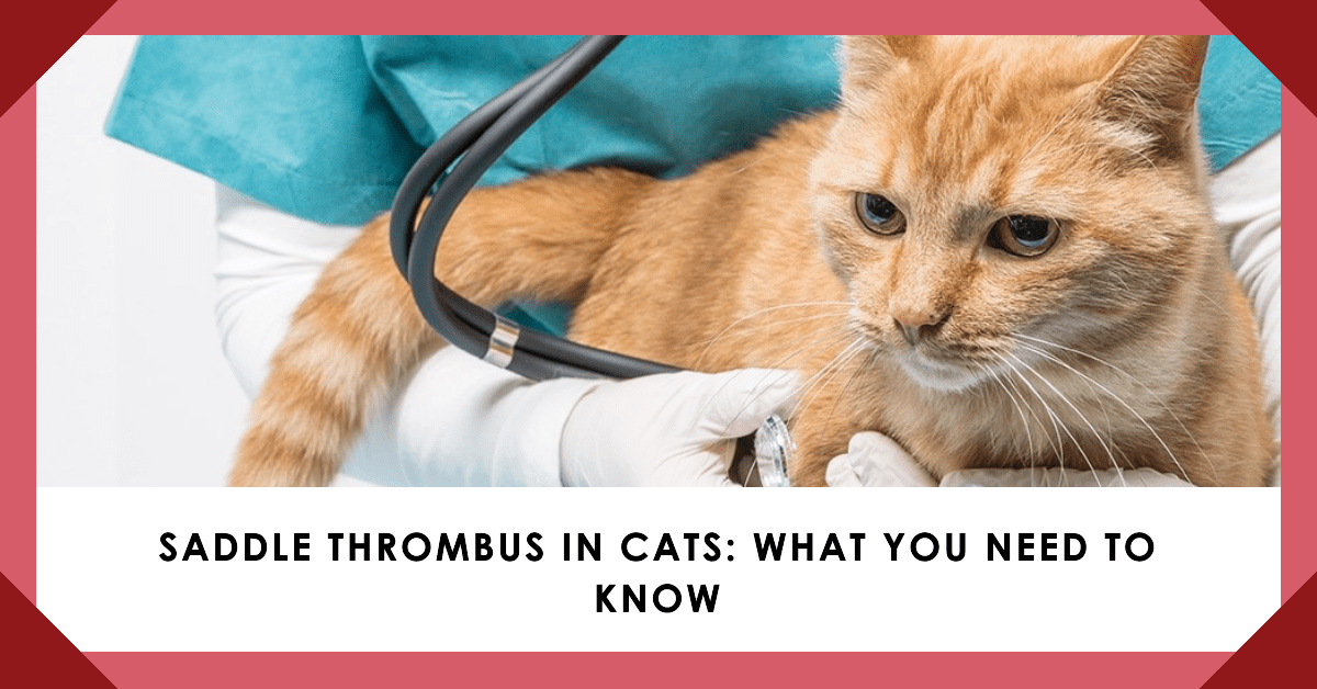 Understanding Saddle Thrombus in Cats