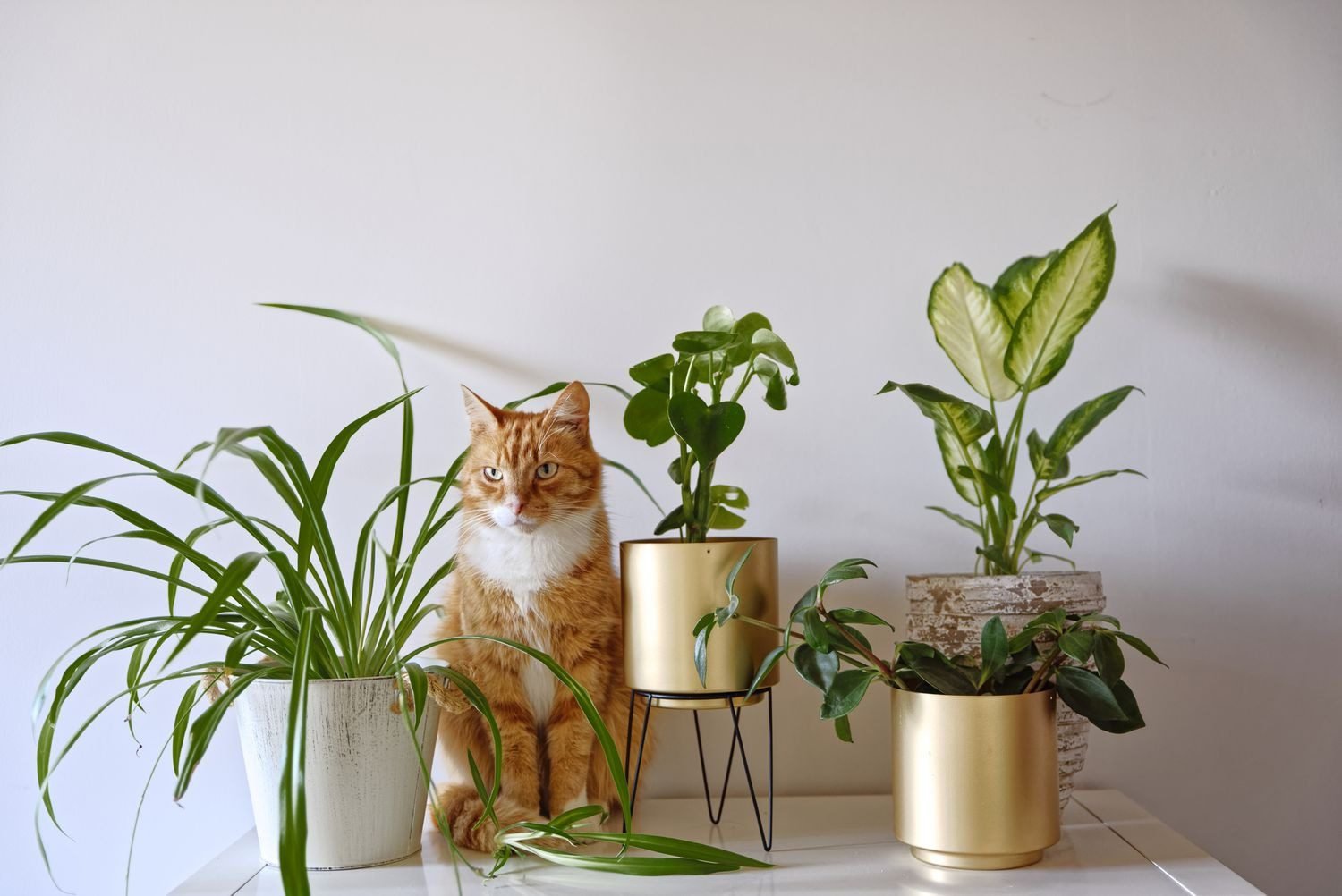 Safe Alternatives and Non-Toxic Plants for Cats