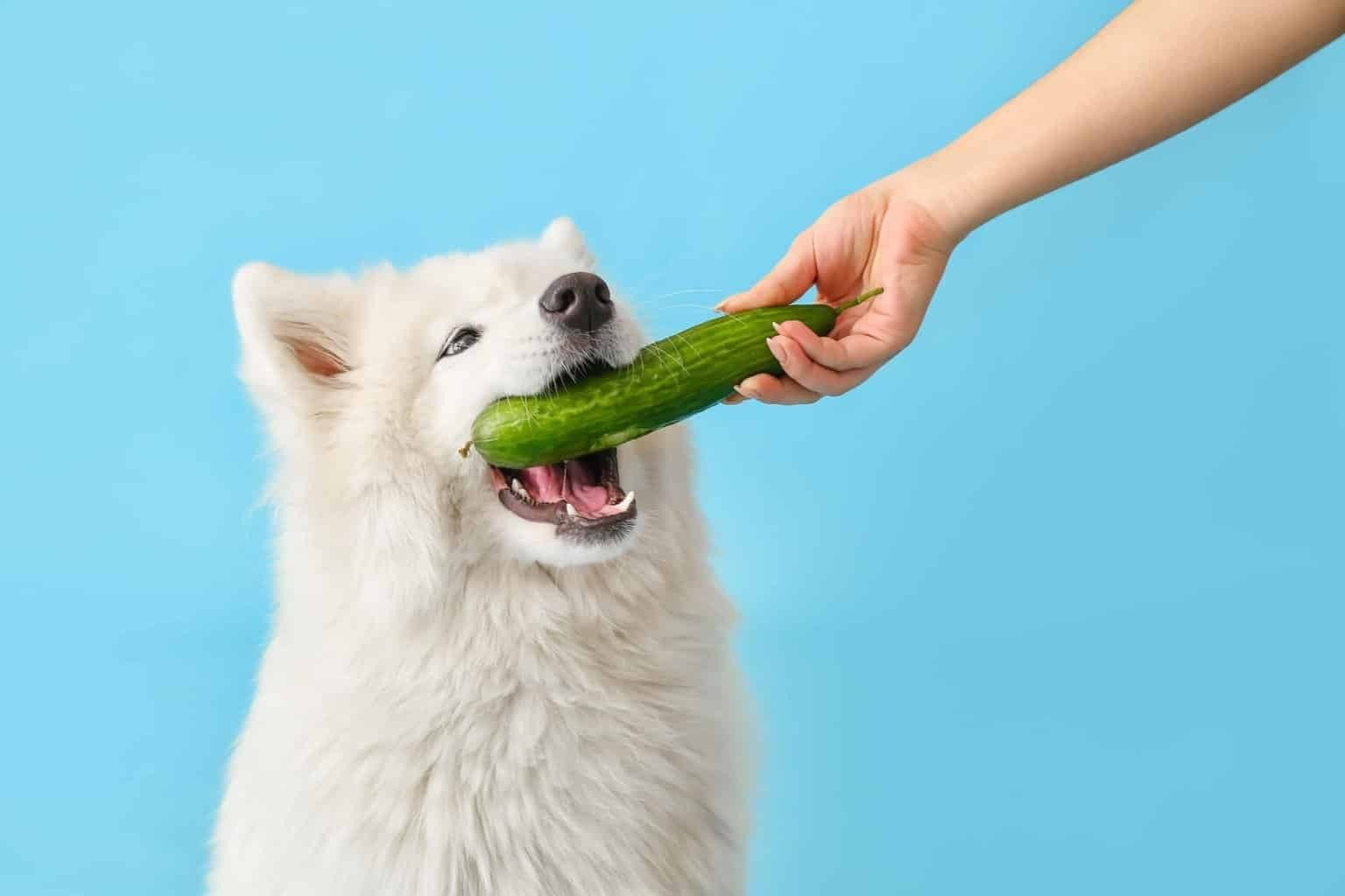 Safe and Healthy Vegetables for Dogs
