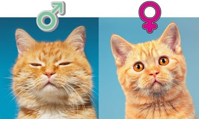 Sex of cat Based Differences in Appearance