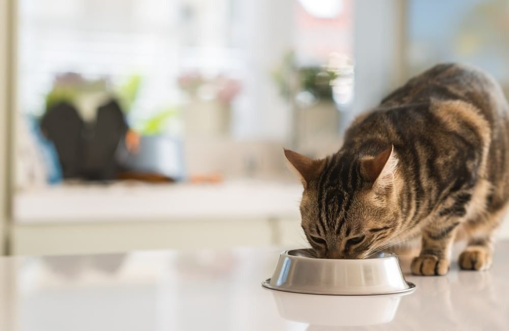 Should You Feed Your Cat a Raw Diet?