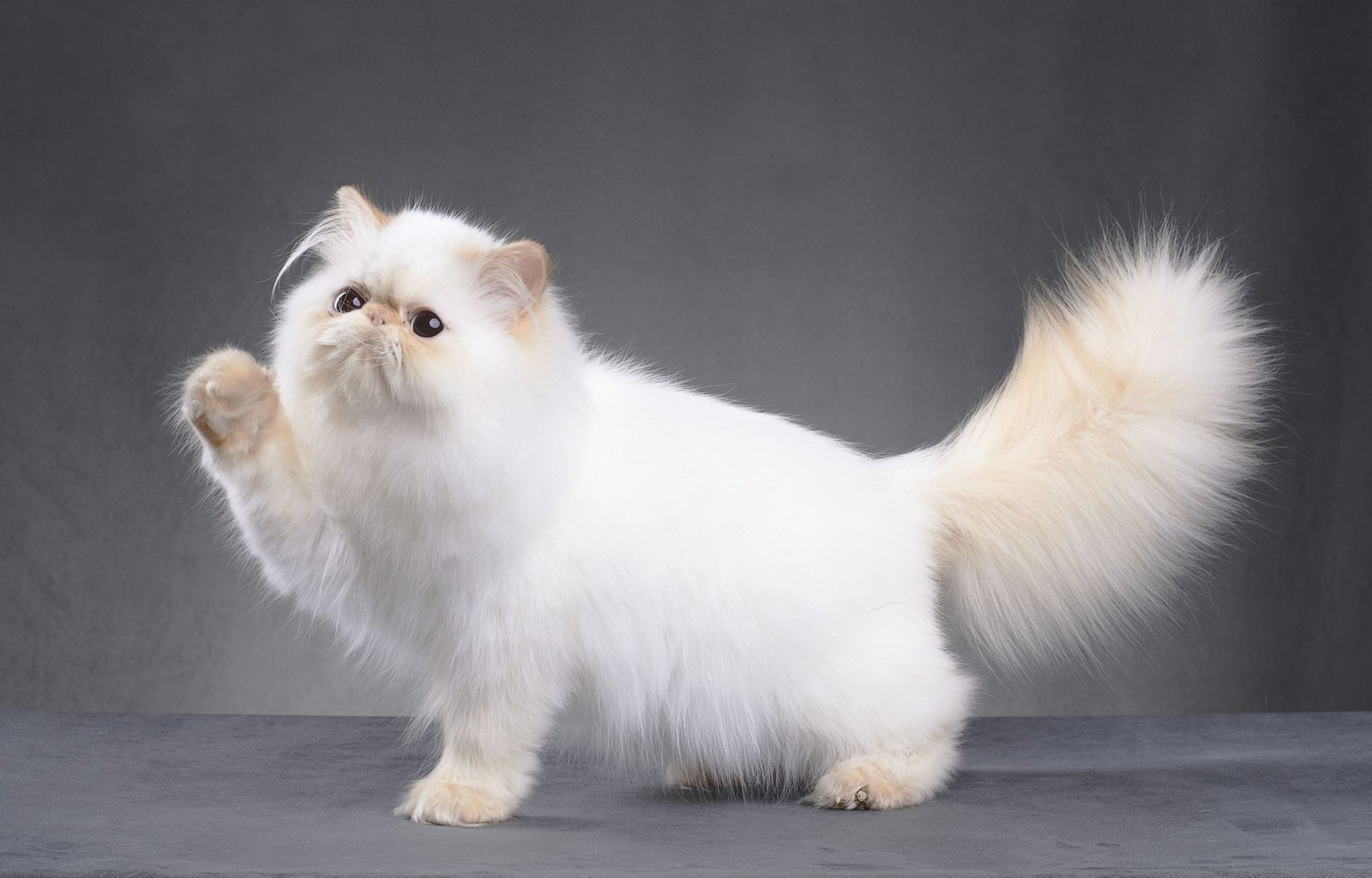 Show and Breeding Standards for White Persian Cats