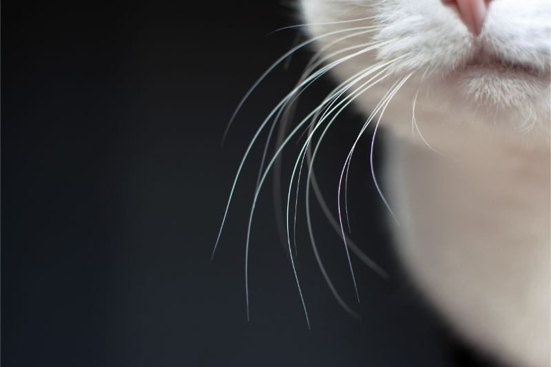 Causes of Whisker Fatigue