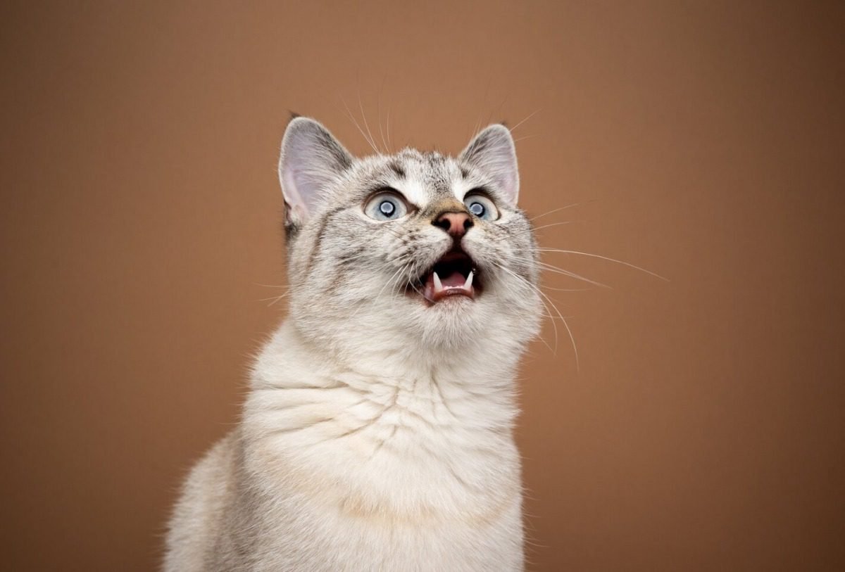 Signs of Chattering in Cats