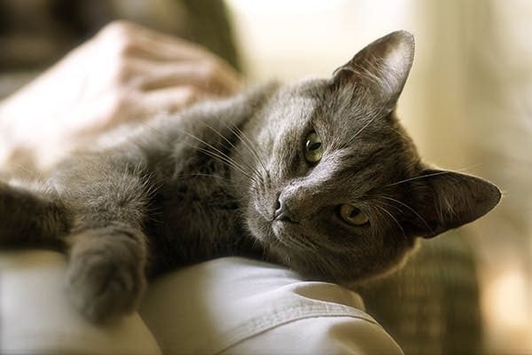 Signs of Daffodil Poisoning in Cats