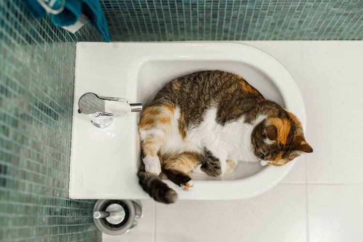 Sinks are like cat beds