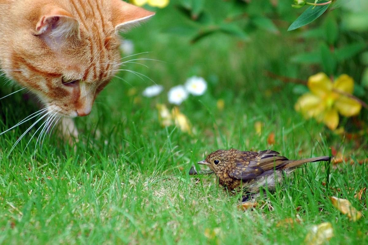 Slowly Introduce Your Bird to Your Cat