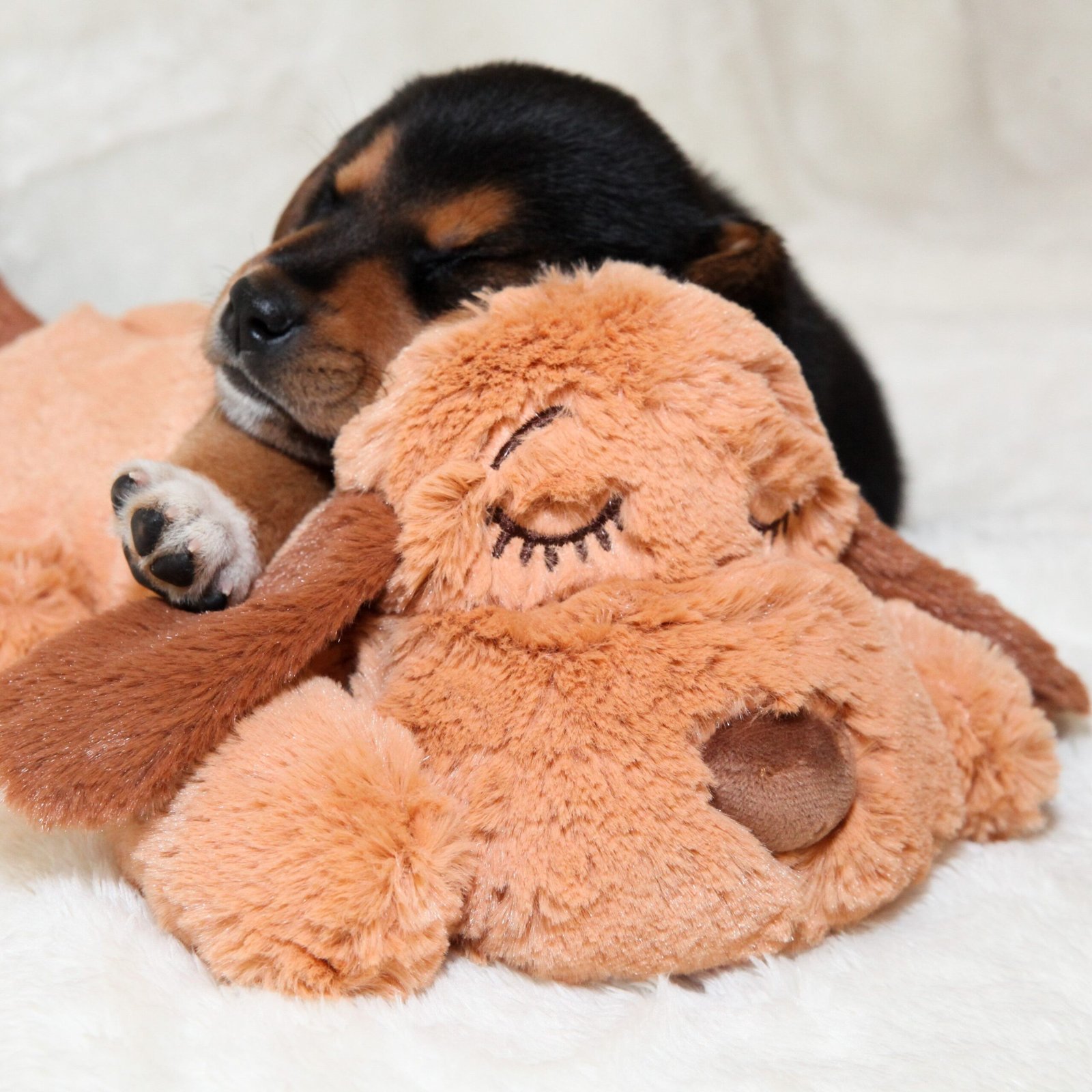 Snuggle Puppy dog toy