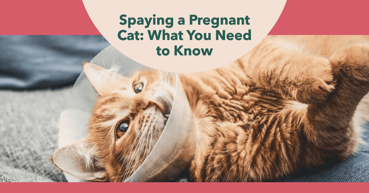 Factors to Consider When Deciding to Spay a Pregnant Cat