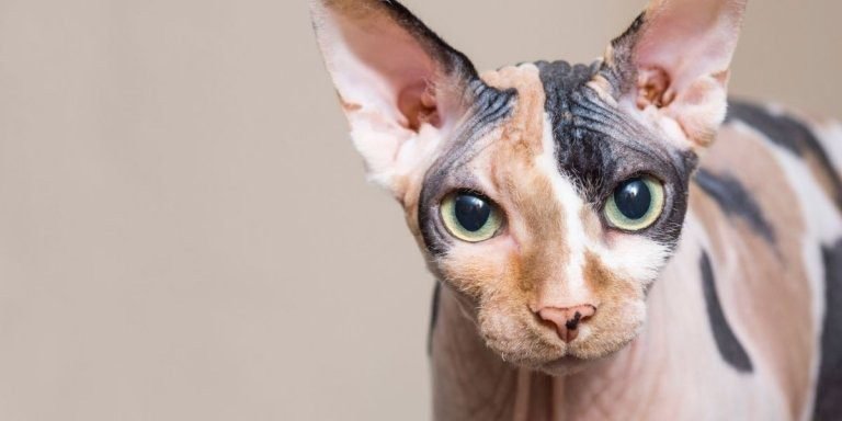 Sphynx: Best Cats With Big Ears
