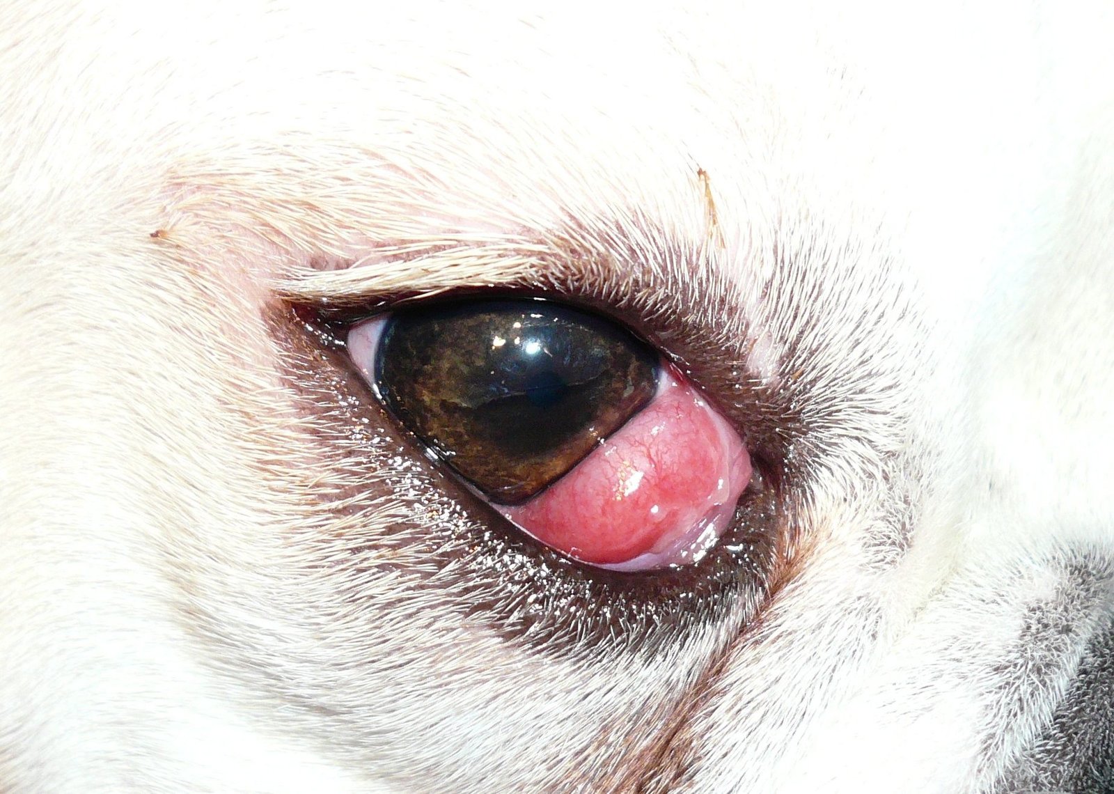 Symptoms of Cherry Eye in Cats