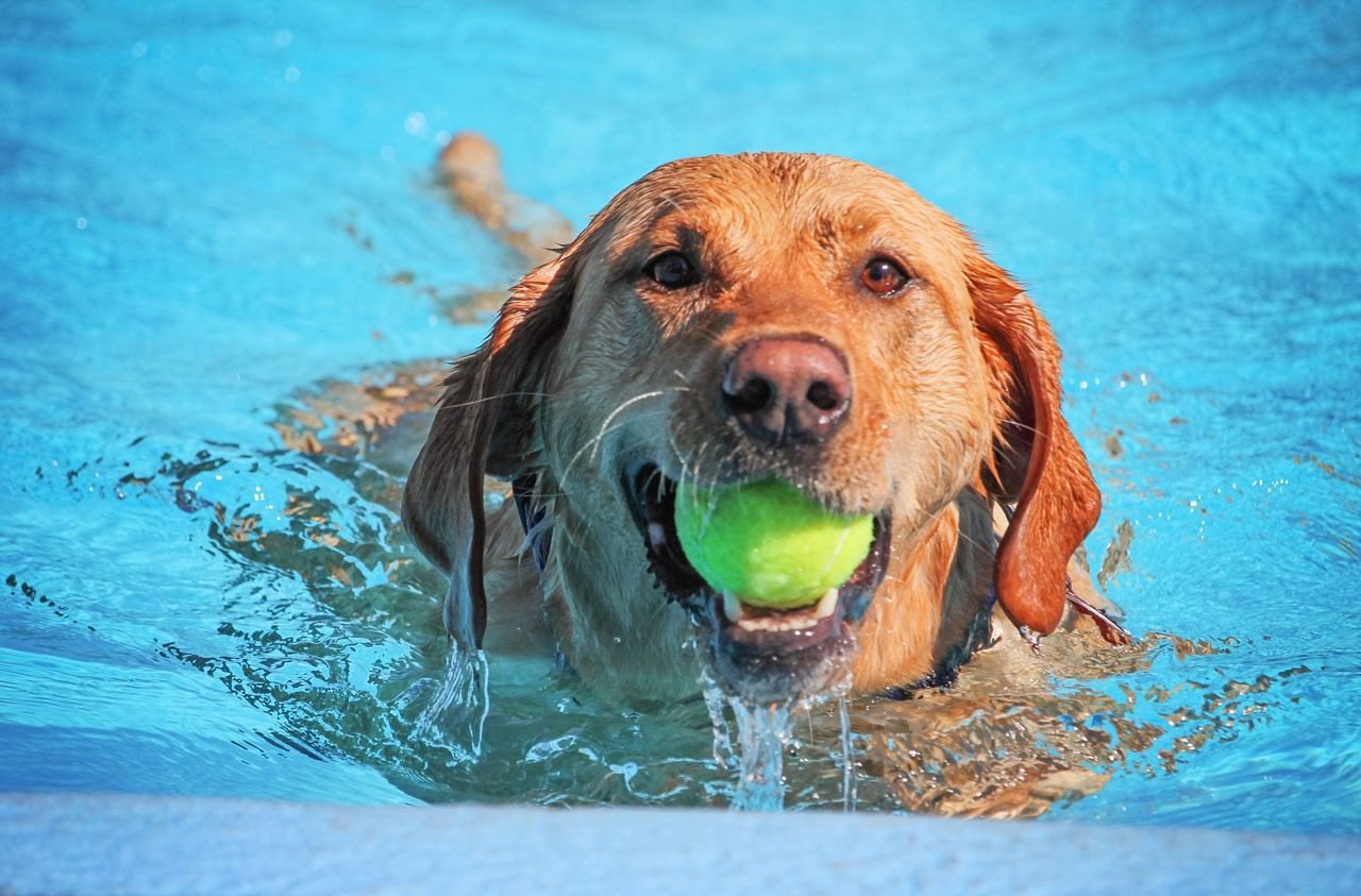 Take your dog swimming