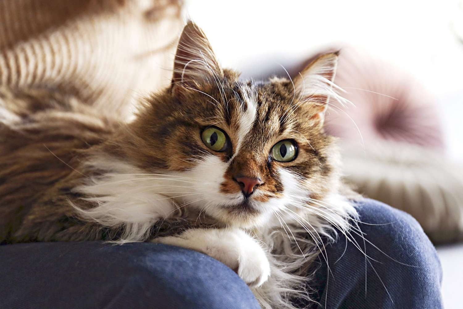 The 10 Largest Domesticated Cat Breeds: Ragamuffin