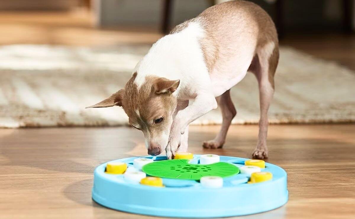 The Benefits of Interactive Toys for Dogs
